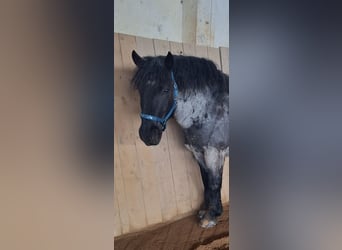 Noriker Mix, Wallach, 7 Jahre, 156 cm, Roan-Blue