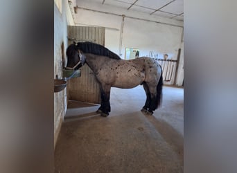 Noriker Mix, Wallach, 7 Jahre, 156 cm, Roan-Blue