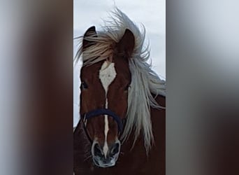 Noriker, Wallach, 7 Jahre, 160 cm, Dunkelfuchs