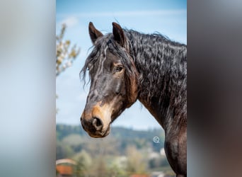 Noriker, Wallach, 7 Jahre, 167 cm, Brauner
