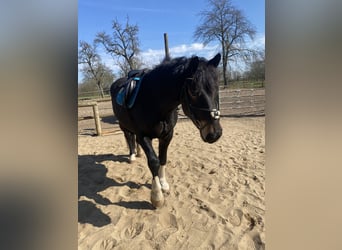 Noriker, Wallach, 7 Jahre, 167 cm