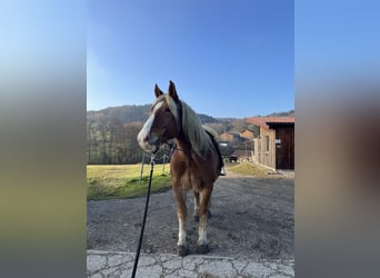 Noriker, Wallach, 7 Jahre, 168 cm, Dunkelfuchs