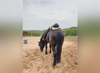 Noriker, Wallach, 7 Jahre, 172 cm, Rappe