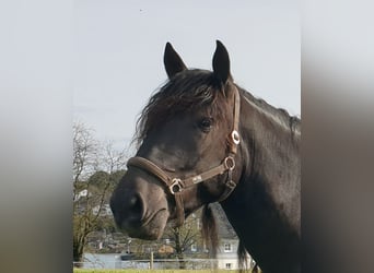 Noriker, Wallach, 7 Jahre, 172 cm, Rappe