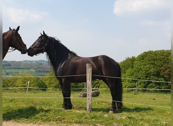 Noriker, Wallach, 7 Jahre, 172 cm, Rappe