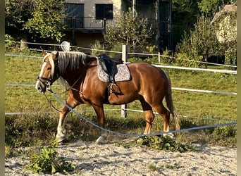 Noriker, Wallach, 7 Jahre, 177 cm, Fuchs
