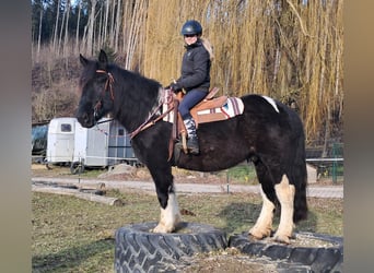 Noriker, Wallach, 8 Jahre, 157 cm, Schecke