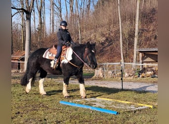 Noriker, Wallach, 8 Jahre, 157 cm, Schecke