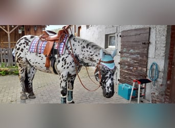 Noriker, Wallach, 8 Jahre, 158 cm, Tigerschecke