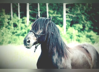 Noriker, Wallach, 8 Jahre, 160 cm, Rappe