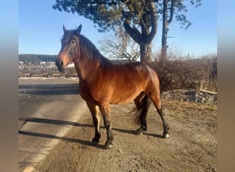 Noriker, Wallach, 8 Jahre, 162 cm, Brauner