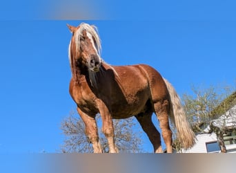 Noriker, Wallach, 8 Jahre, 162 cm, Fuchs