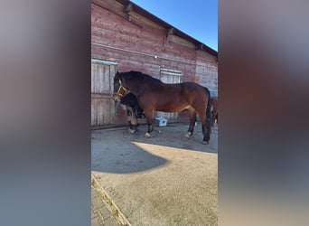 Noriker, Wallach, 8 Jahre, 165 cm, Brauner