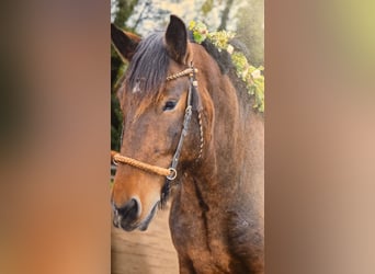 Noriker, Wallach, 8 Jahre, 165 cm, Brauner