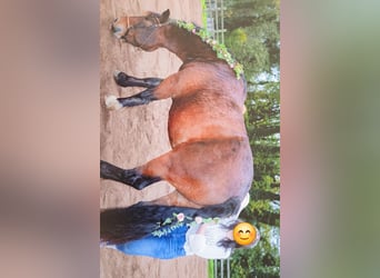 Noriker, Wallach, 8 Jahre, 165 cm, Brauner