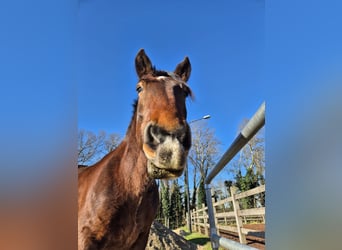 Noriker, Wallach, 8 Jahre, 165 cm, Brauner