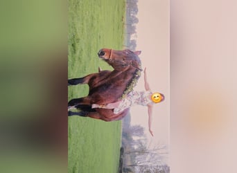 Noriker, Wallach, 8 Jahre, 165 cm, Brauner