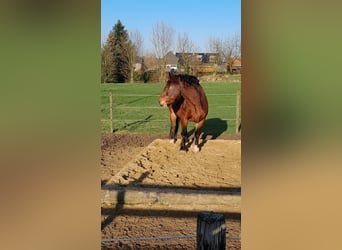 Noriker, Wallach, 8 Jahre, 165 cm, Brauner