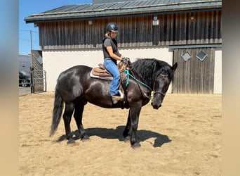 Noriker, Wallach, 8 Jahre, 165 cm, Rappe