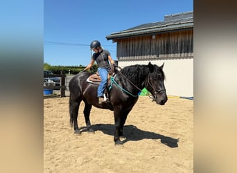 Noriker, Wallach, 8 Jahre, 165 cm, Rappe