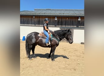 Noriker, Wallach, 8 Jahre, 165 cm, Rappe