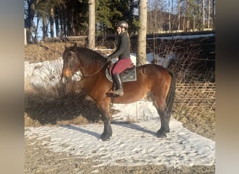 Noriker, Wallach, 8 Jahre, 168 cm, Brauner