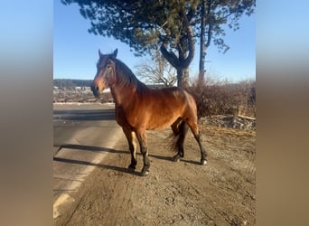 Noriker, Wallach, 8 Jahre, 168 cm, Brauner