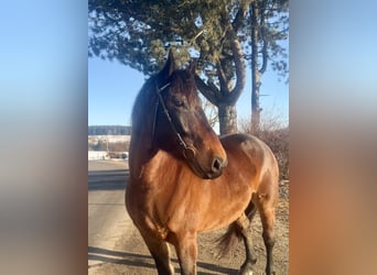 Noriker, Wallach, 8 Jahre, 168 cm, Brauner