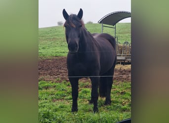 Noriker, Wallach, 8 Jahre, 168 cm, Rappe