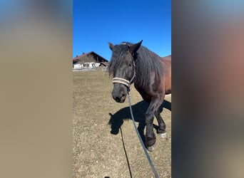 Noriker, Wallach, 8 Jahre, 173 cm, Rappe