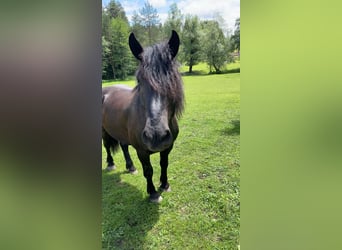 Noriker, Wallach, 8 Jahre, 173 cm, Schwarzbrauner