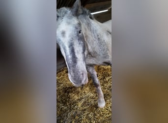 Noriker, Wallach, 8 Jahre, 175 cm