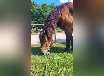 Noriker, Wallach, 9 Jahre, 164 cm, Brauner