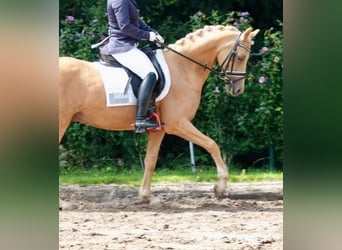 NRPS, Castrone, 10 Anni, 148 cm, Palomino