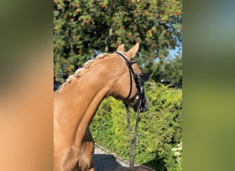 NRPS, Castrone, 10 Anni, 148 cm, Palomino