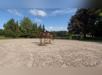 NRPS, Castrone, 10 Anni, 173 cm, Sauro