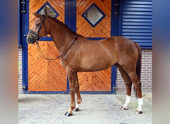 NRPS, Castrone, 10 Anni, 173 cm, Sauro