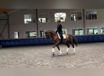 NRPS, Castrone, 10 Anni, 173 cm, Sauro