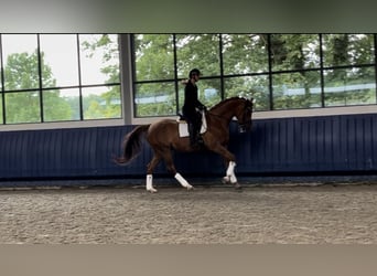 NRPS, Castrone, 10 Anni, 173 cm, Sauro