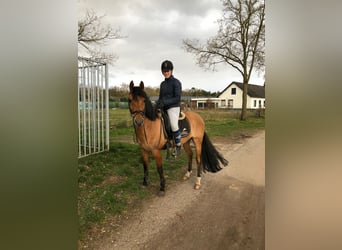 NRPS, Castrone, 12 Anni, 143 cm, Pelle di daino