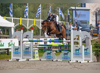 NRPS, Castrone, 12 Anni, 148 cm, Baio