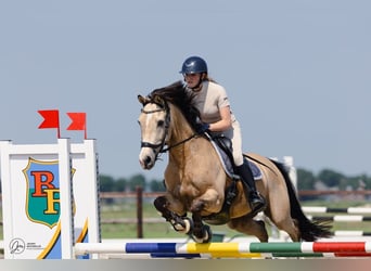 NRPS, Castrone, 13 Anni, 148 cm, Falbo