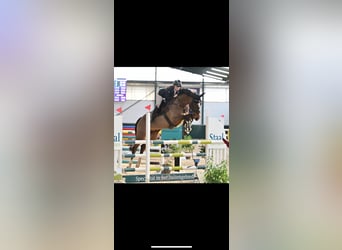 NRPS, Castrone, 13 Anni, 169 cm, Baio