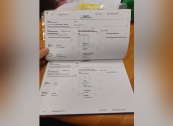 NRPS, Castrone, 14 Anni, 160 cm, Pezzato