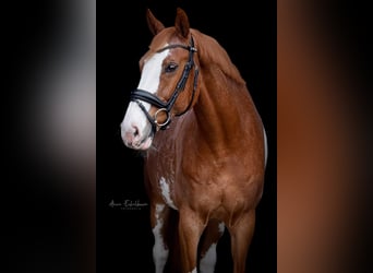 NRPS, Castrone, 14 Anni, 168 cm, Sabino