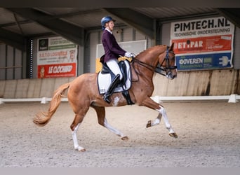 NRPS, Castrone, 14 Anni, 168 cm, Sabino