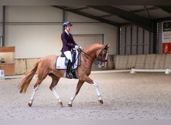 NRPS, Castrone, 14 Anni, 168 cm, Sabino