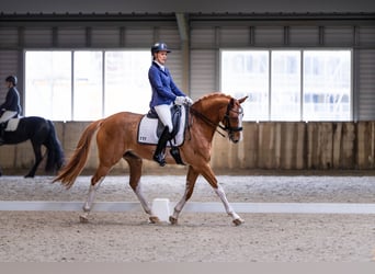 NRPS, Castrone, 14 Anni, 168 cm, Sabino