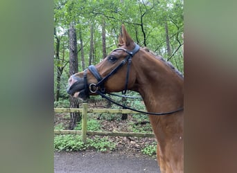 NRPS, Castrone, 15 Anni, 149 cm, Sauro