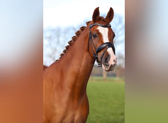 NRPS, Castrone, 15 Anni, 149 cm, Sauro